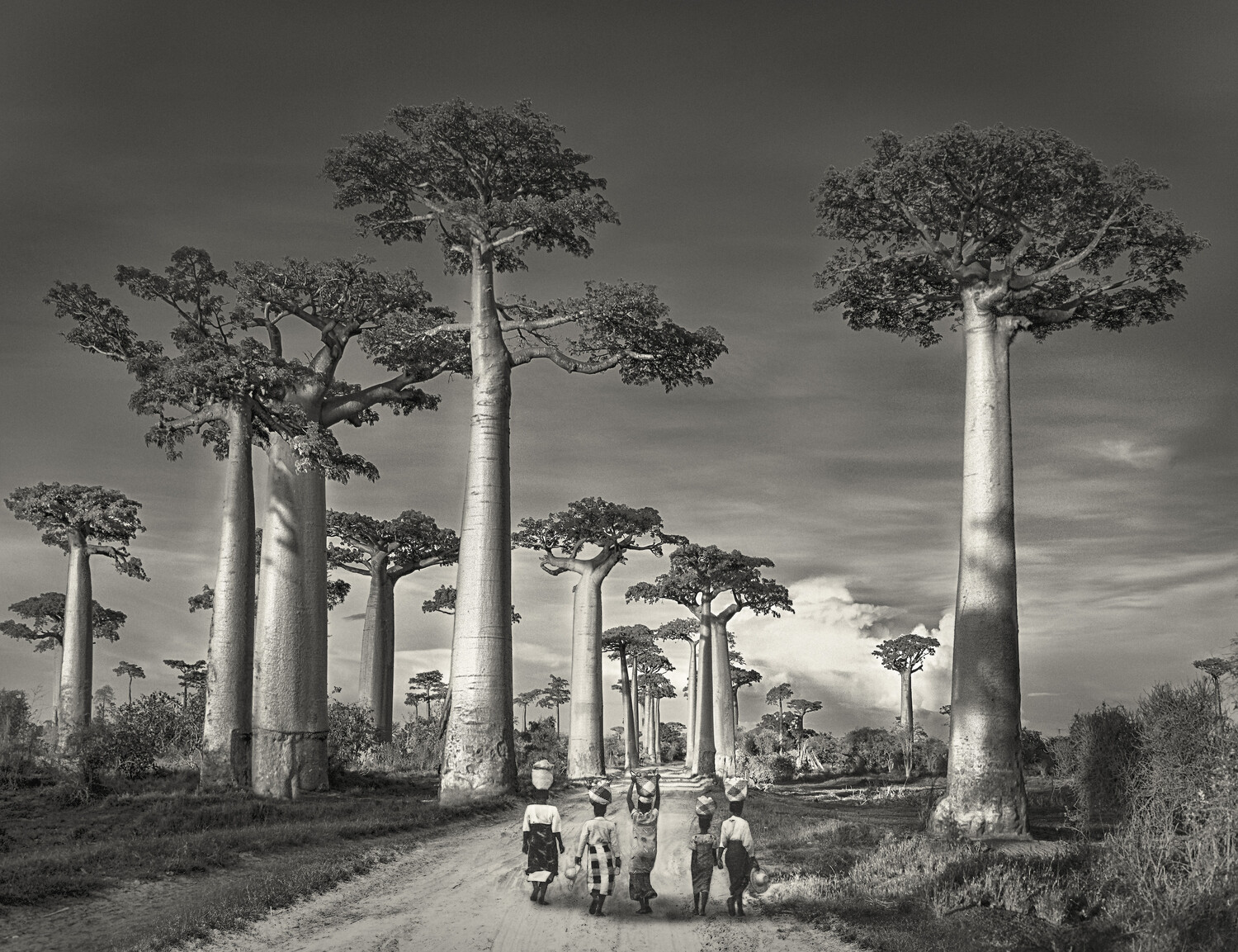 Aby strom upútal pozornosť Beth Moon, musí byť nezvyčajne veľký, výnimočne starý alebo musí mať za sebou pozoruhodný príbeh. 